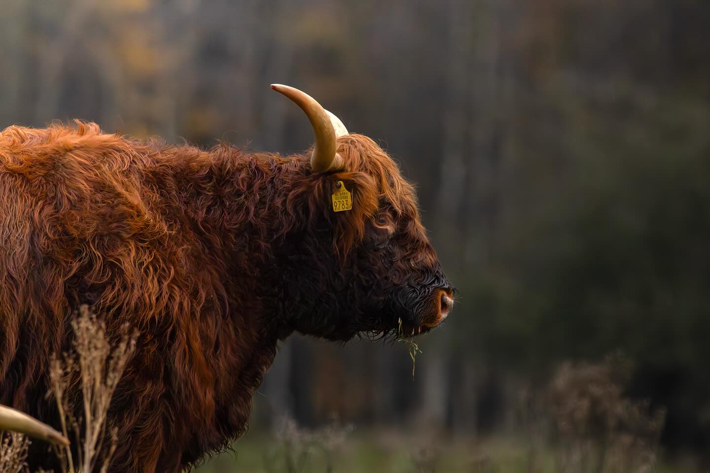 Een hooglandrund van opzij