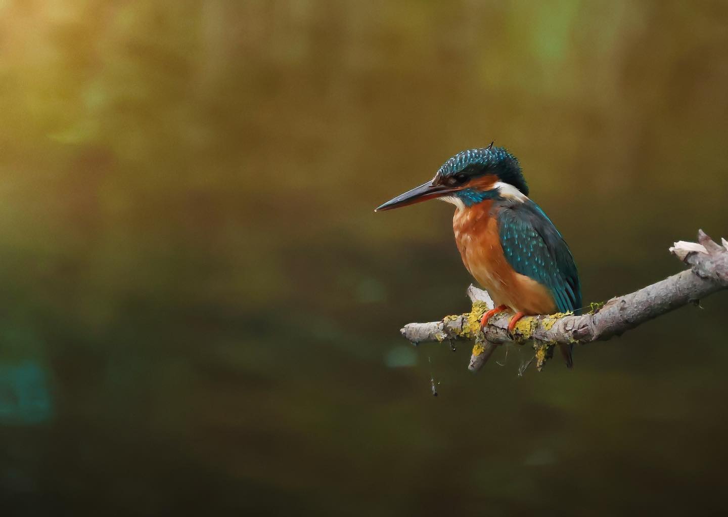Een ijsvogel
