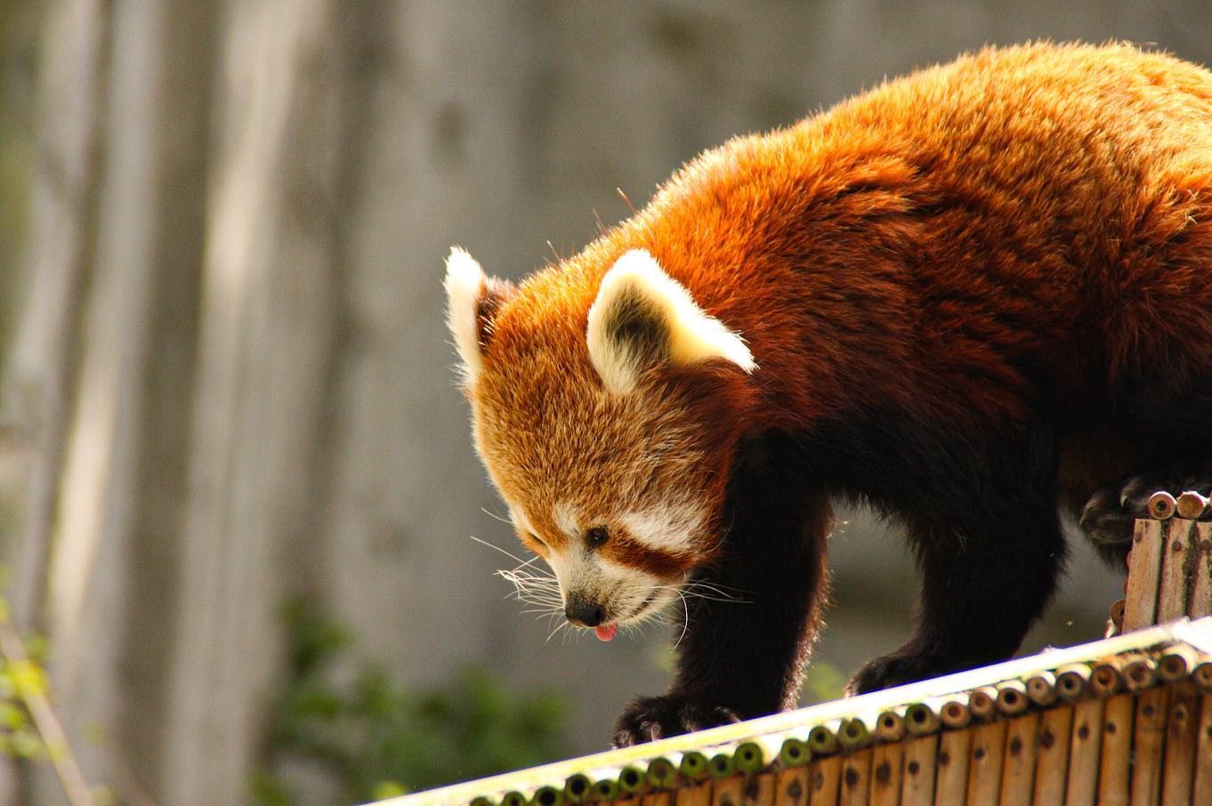 Een rode panda