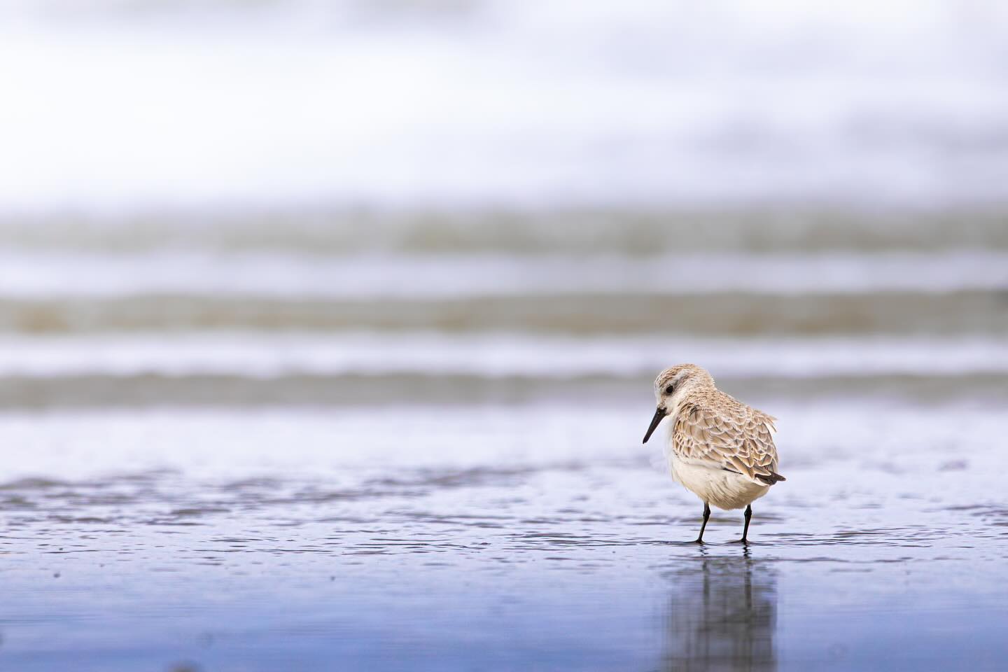 Een kleine vogel aan het water